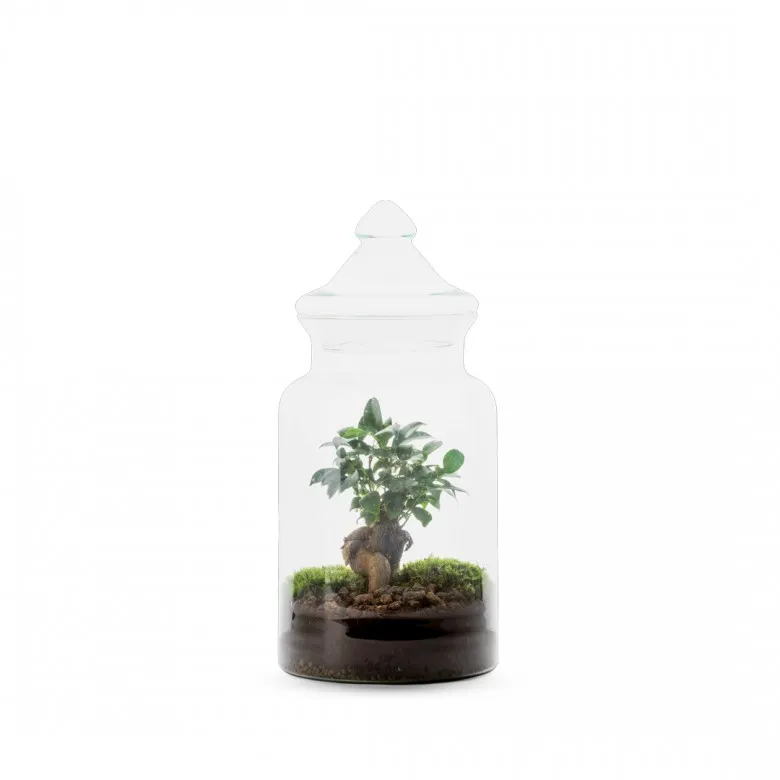 Terrarium Hiyo - Taille M Ginseng - Monsieur Basil