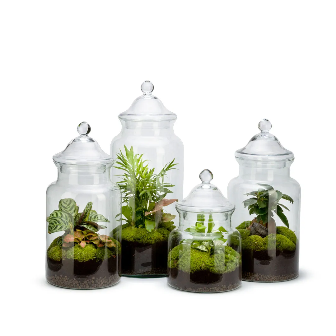 Terrarium Hiyo - Taille M Ginseng - Monsieur Basil