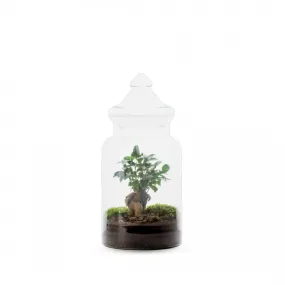 Terrarium Hiyo - Taille M Ginseng - Monsieur Basil